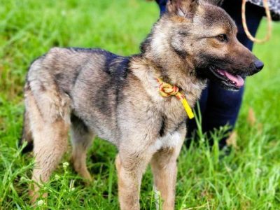 BONGO - wesoły psiak szuka najlepszego domu