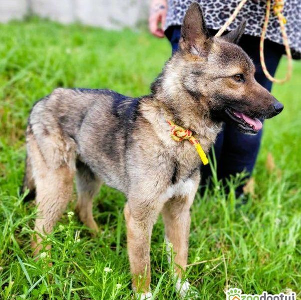 BONGO - wesoły psiak szuka najlepszego domu