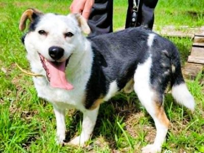 BALU - kochany psiak traci nadzieję w schronisku