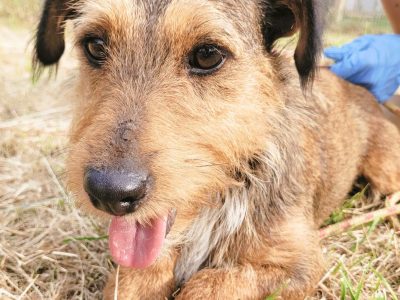 KORA - piękna sunia w typie jamniczka szuka domu