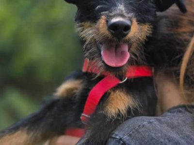 Płotka - młoda terrierka, wesoła, przyjazna sunia!
