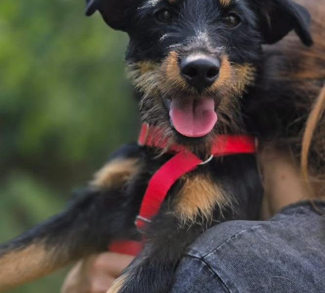 Płotka - młoda terrierka, wesoła, przyjazna sunia!
