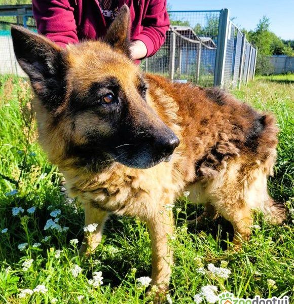 PORTOS - piękny, starszy owczarek PILNIE szuka domu