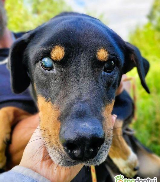 FIGARO - niewidomy psiak za kratami schroniska, ADOPTUJ!