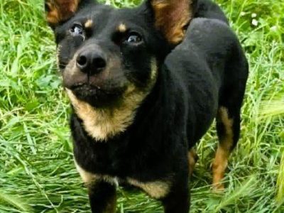 POKO - 7 kg, cudowny psiak szuka super domu