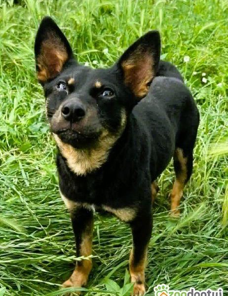POKO - 7 kg, cudowny psiak szuka super domu