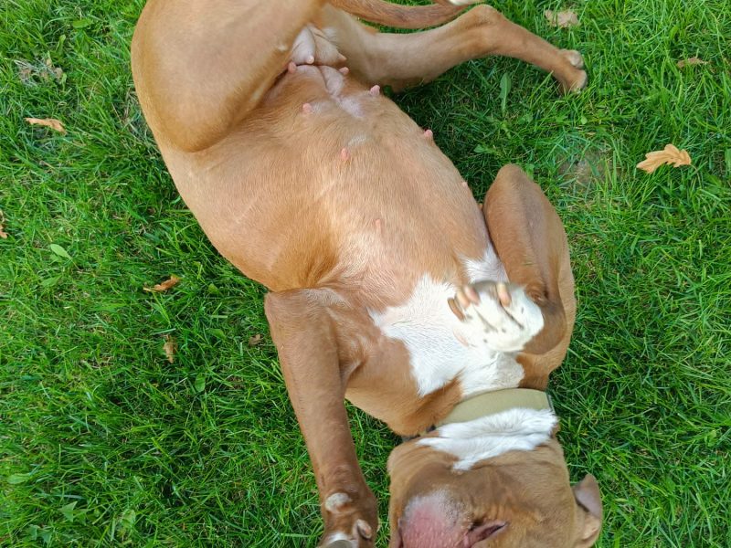 Megi - wyjątkowa sunia w typie pitbulla szuka domu!