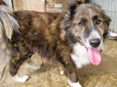 ERWIN - piękny psiak w typie border collie szuka domu