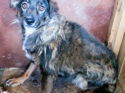 KINIA - przerażona schroniskiem szuka dobrego domu