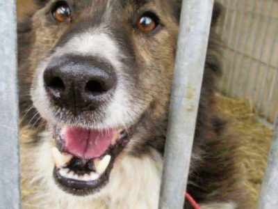 ERWIN - piękny psiak w typie border collie szuka domu