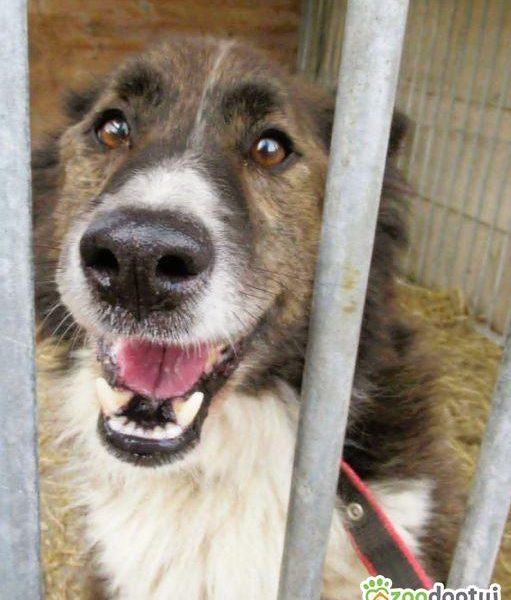 ERWIN - piękny psiak w typie border collie szuka domu