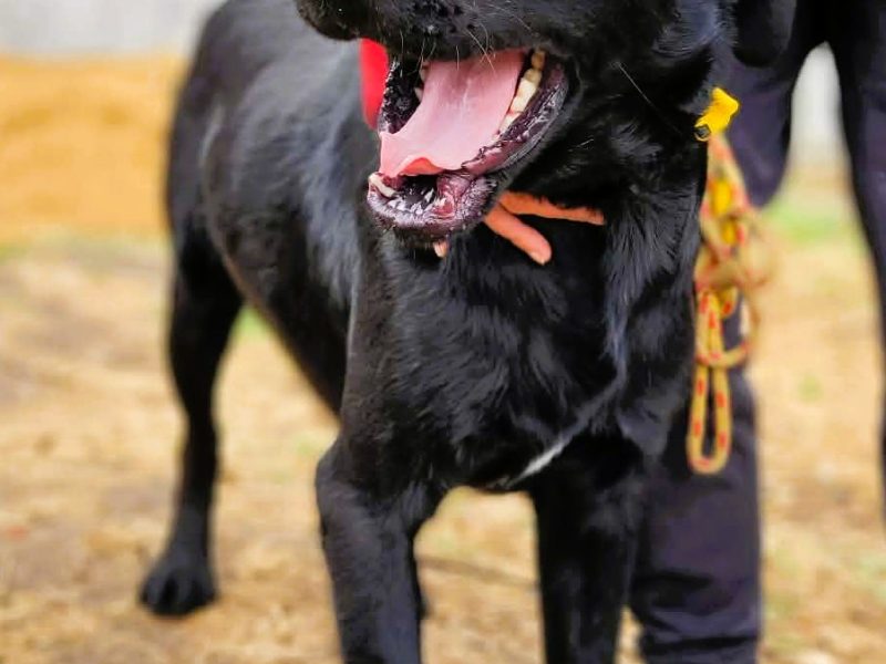ORION - cudny psiak w typie labradora szuka domu