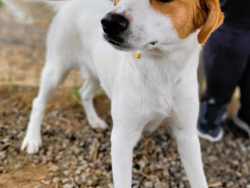 BAJA - psie dziecko za kratami schroniska, adoptuj!