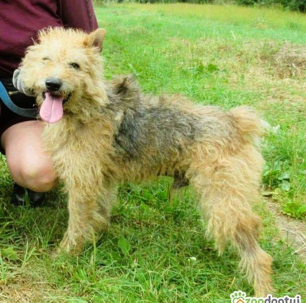 GACUŚ - niewielki psiak w typie terriera szuka domu