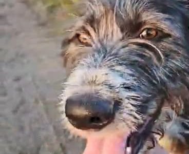 Kosmo - młodziutki, wesoły mini wilczarz szuka domu!