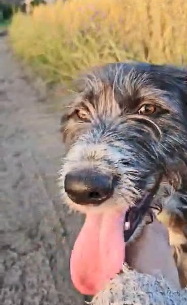 Kosmo - młodziutki, wesoły mini wilczarz szuka domu!