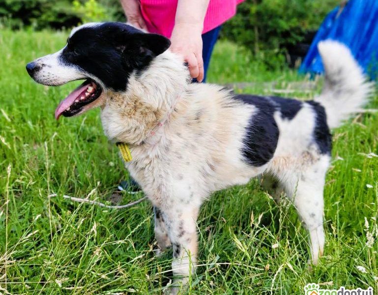 TAKO - piękny, kochany psiak szuka najlepszego domu