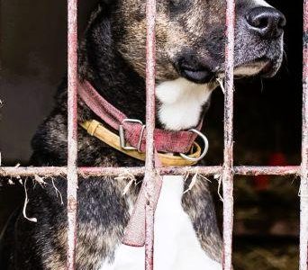 NICO - piękny i kochany psiak w typie TTB od 9 lat bezdomny