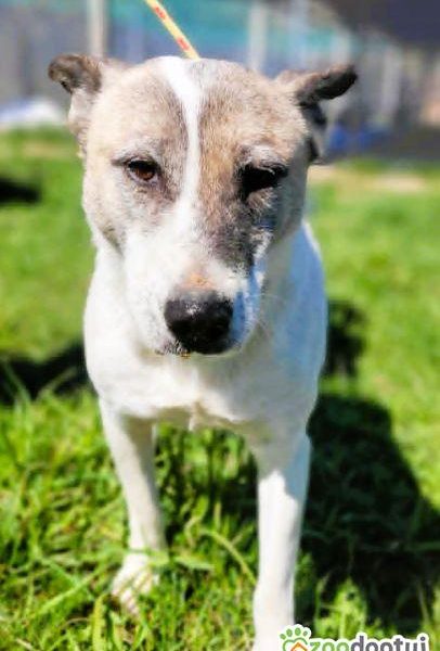 SISI - psia seniorka nie radzi sobie w schronisku, ADOPTUJ!