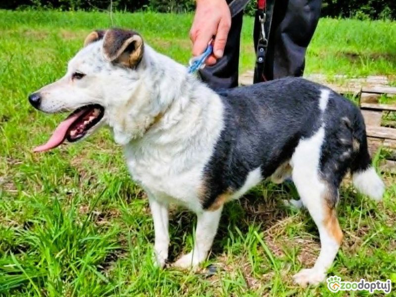 BALU - kochany psiak traci nadzieję w schronisku