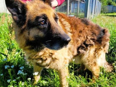PORTOS - piękny, starszy owczarek PILNIE szuka domu