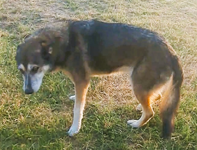 SUNIA - łagodna, kochana sunia, uratuj ją przed schroniskiem