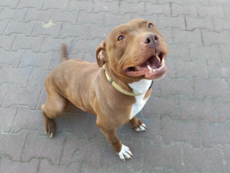 Megi - wyjątkowa sunia w typie pitbulla szuka domu!