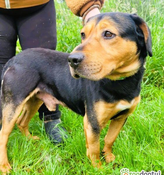 RAMBO - cudowny, łagodny przytulak szuka domu