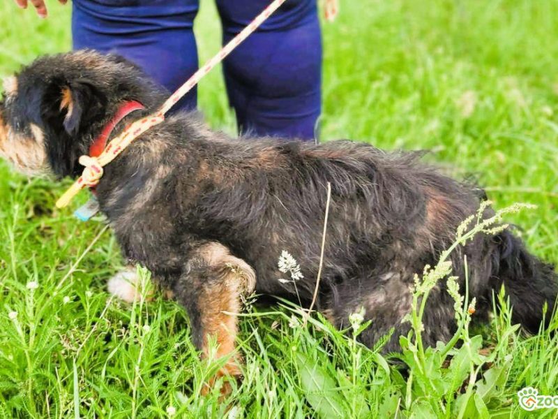 KUBUŚ - kochany słodziak szuka najlepszego domu