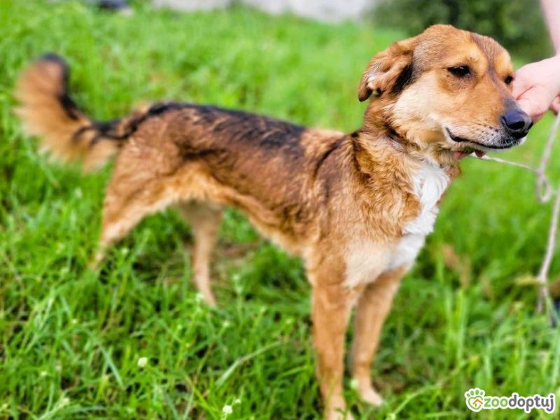 LEOŚ - super psiak marnuje się za kratami, ADOPTUJ