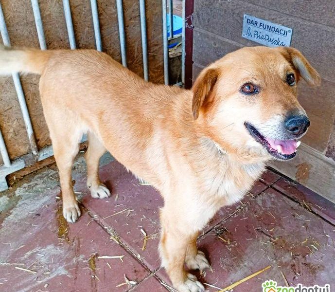 SZYMUŚ - cudowny, łagodny psiak szuka najlepszego domu