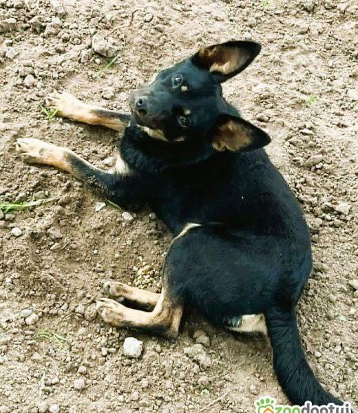 POKO - 7 kg, cudowny psiak szuka super domu