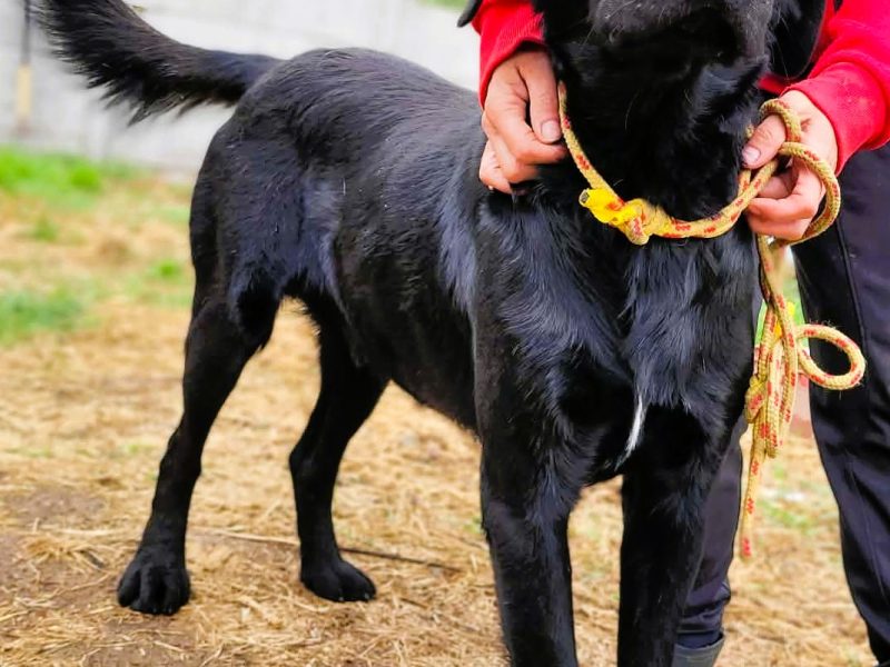 ORION - cudny psiak w typie labradora szuka domu