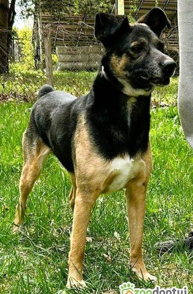ATOS - od 5 lat czeka na ten jedyny dom, ADOPTUJ