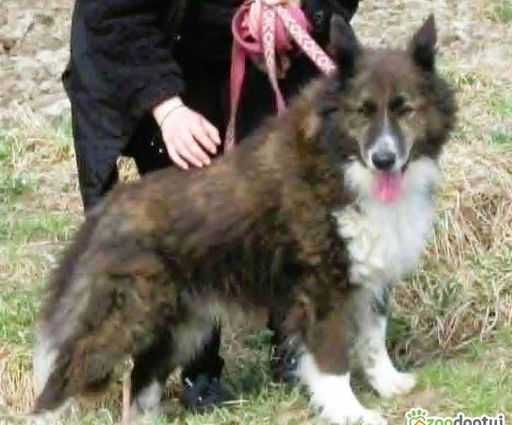 ERWIN - piękny psiak w typie border collie szuka domu