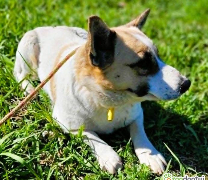 LILI - delikatna, wrażliwa sunia szuka domu