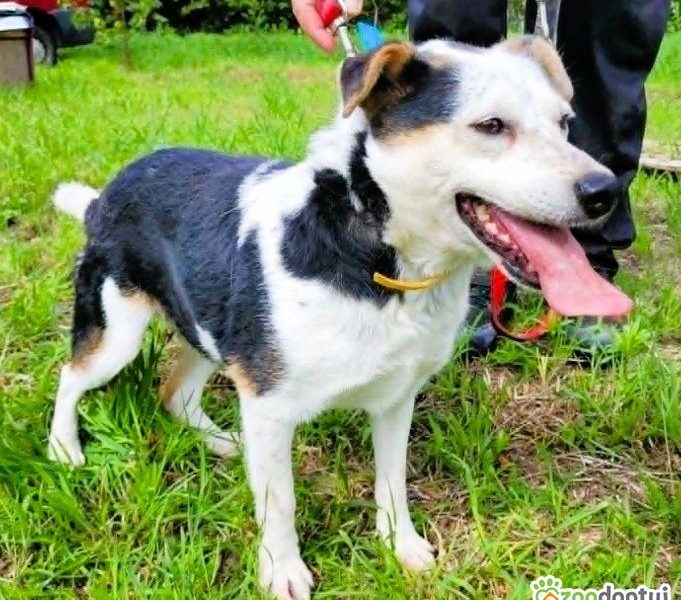BALU - kochany psiak traci nadzieję w schronisku