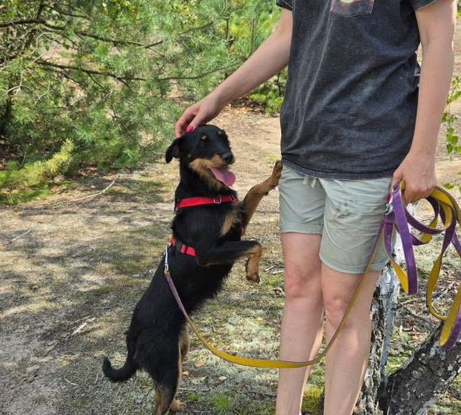 Płotka - młoda terrierka, wesoła, przyjazna sunia!
