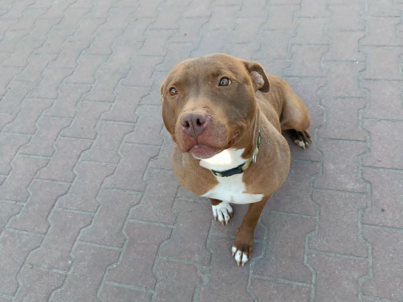 Megi - wyjątkowa sunia w typie pitbulla szuka domu!