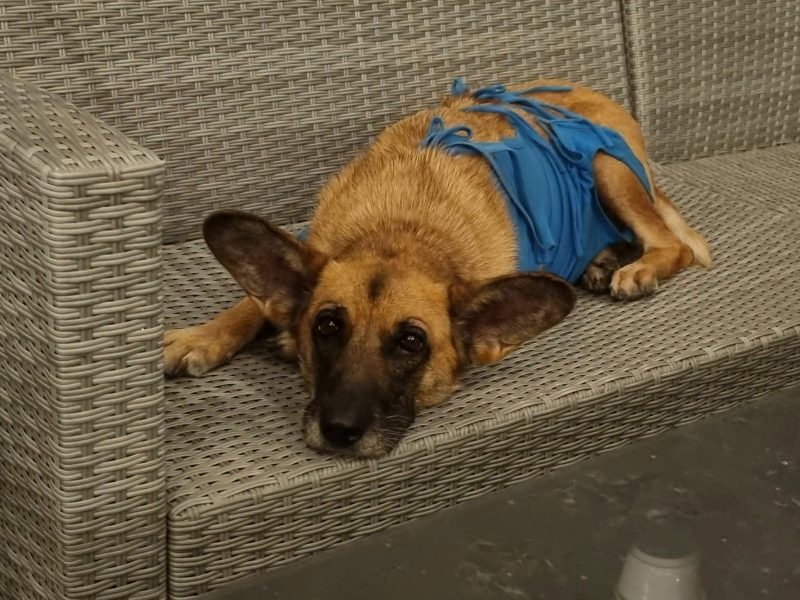 Fiona - nieduża, rodzinna, niekonfliktowa sunia!
