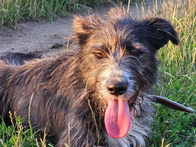 Kosmo - młodziutki, wesoły mini wilczarz szuka domu!