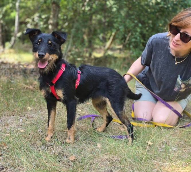Płotka - młoda terrierka, wesoła, przyjazna sunia!