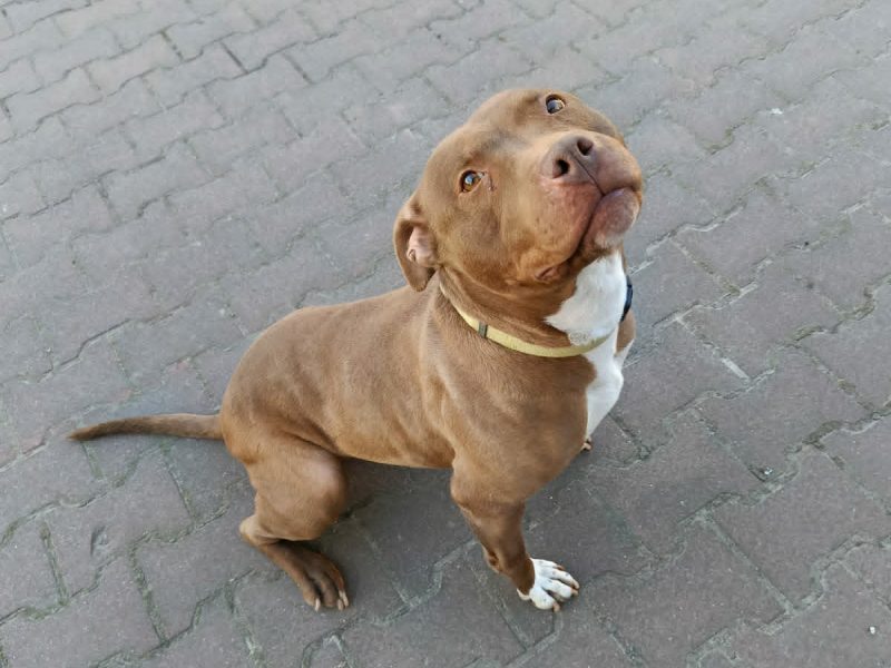 Megi - wyjątkowa sunia w typie pitbulla szuka domu!