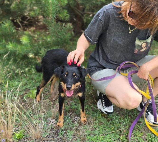 Płotka - młoda terrierka, wesoła, przyjazna sunia!