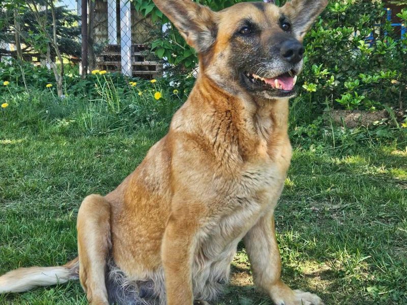 Fiona - nieduża, rodzinna, niekonfliktowa sunia!