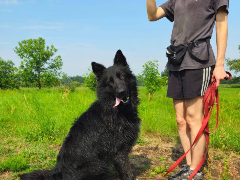 Dżeki – młody przystojniak w typie owczarka