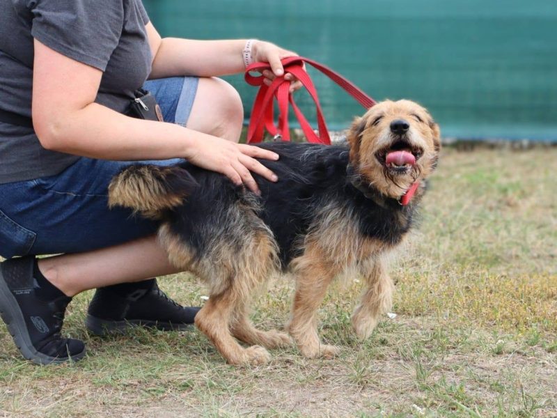 Towarzyski niewielki psiak Snoopy