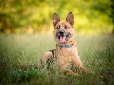 Lola - młodziutka, przyjazna suczka owczarka