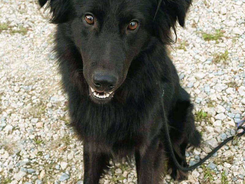MANGO - piękny psiak, w typie mini flat coated retriver