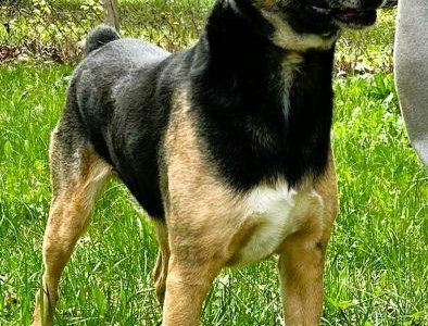 ATOS - od 5 lat czeka na ten jedyny dom, ADOPTUJ
